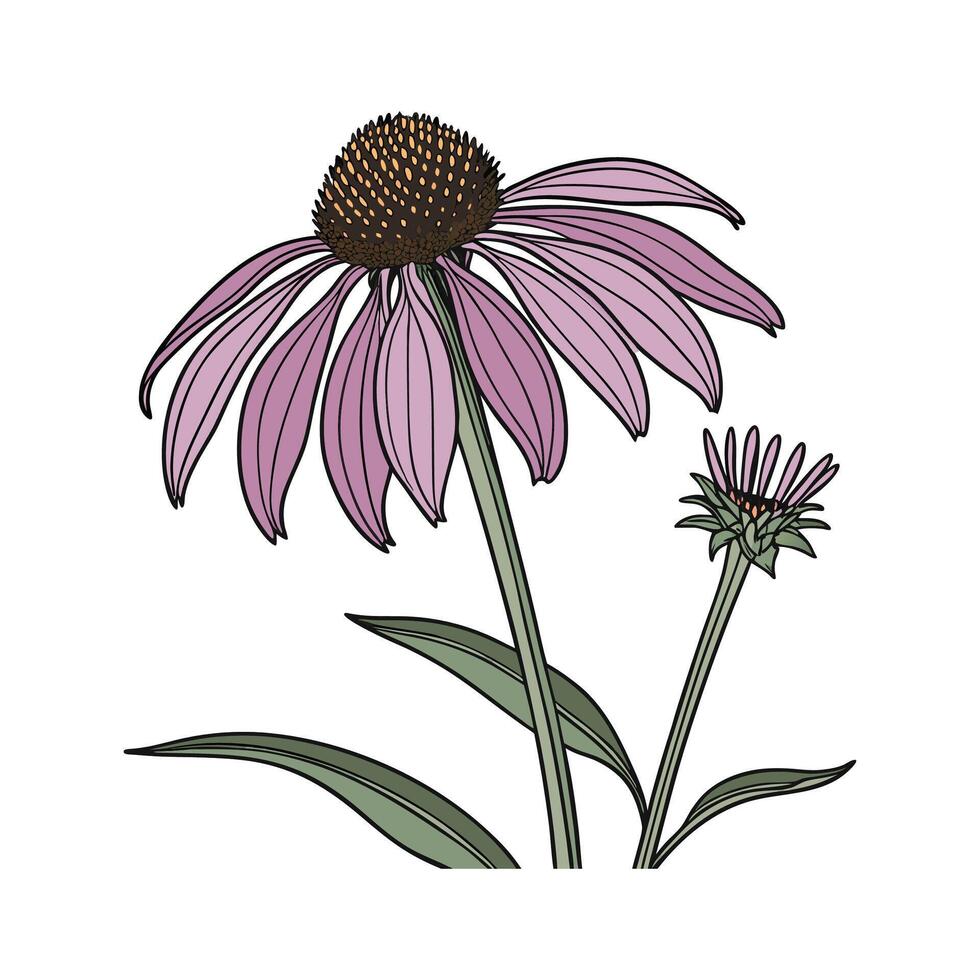 Elegant Purple Coneflower on Clean White Surface vector