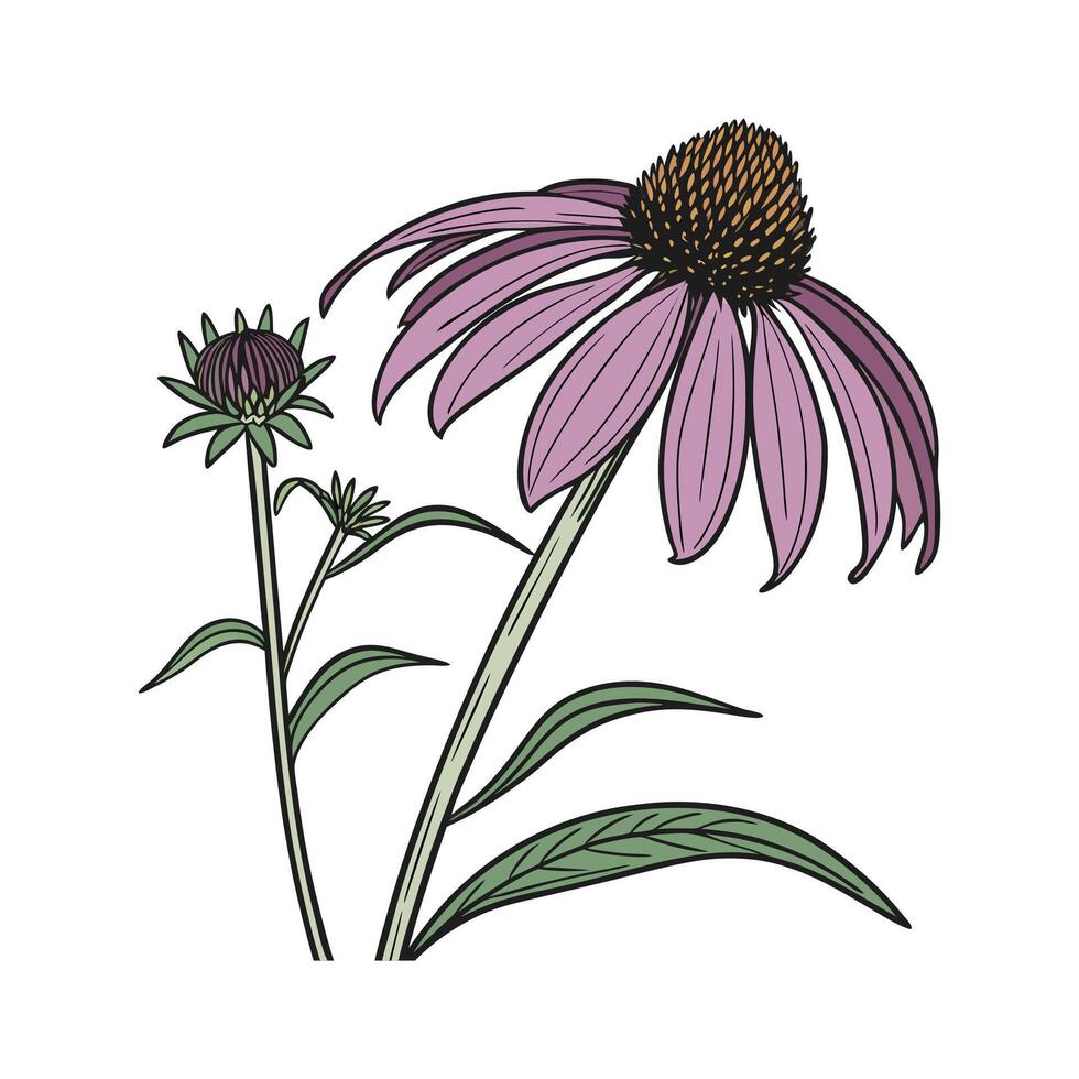 Vibrant Purple Coneflower Displayed on Bright White vector