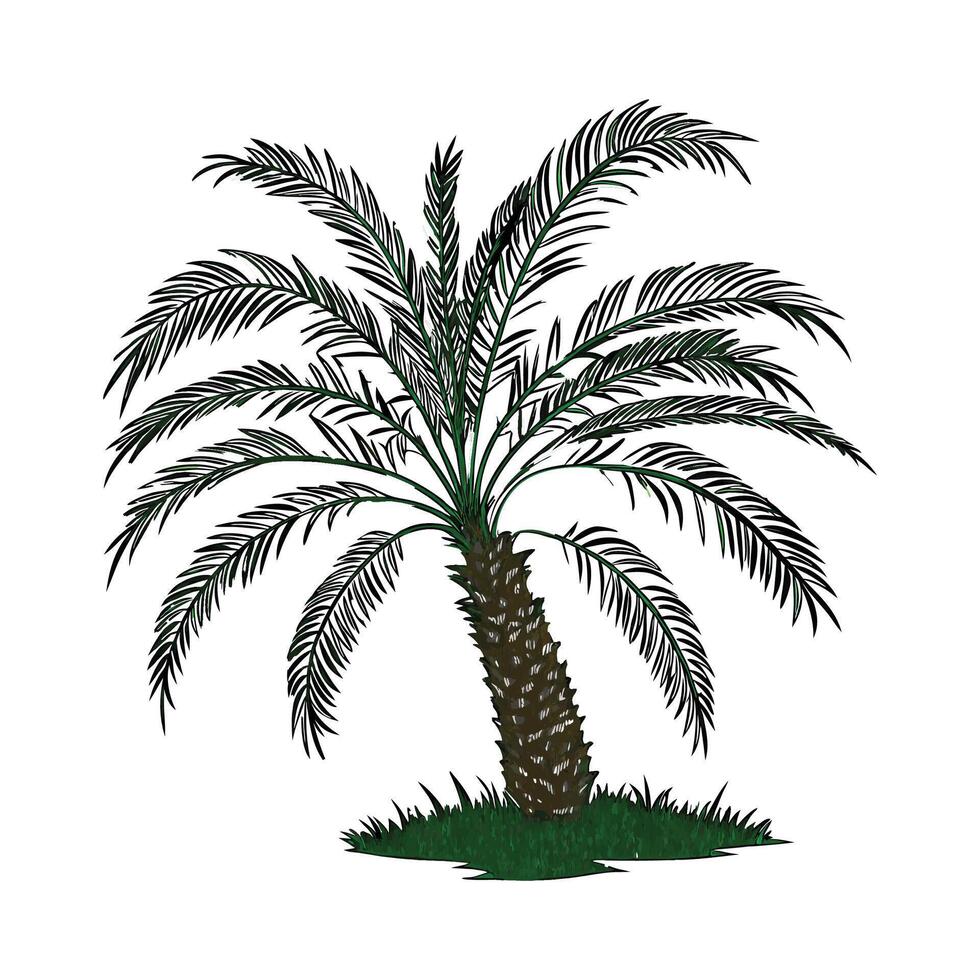 Charming Pygmy Date Palm on Bright White Canvas vector