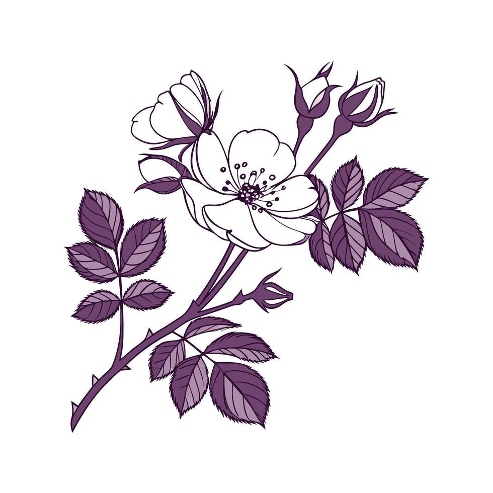 Charming Purple Rambler Rose on Bright White Canvas vector