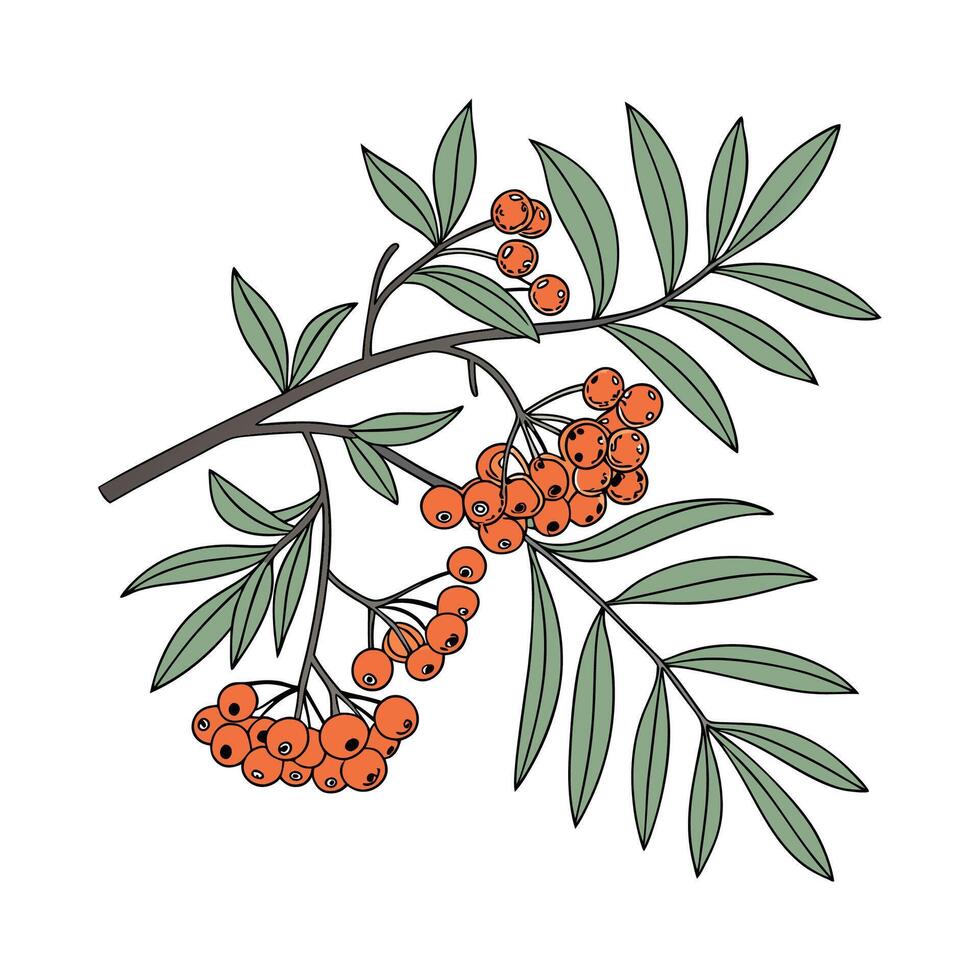 Vibrant Pyracantha Displayed on Bright White vector