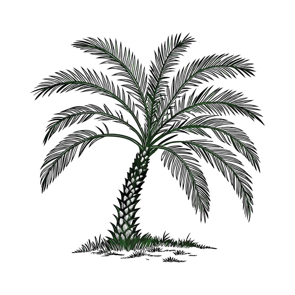 Stunning Pygmy Date Palm on Clean White Background vector