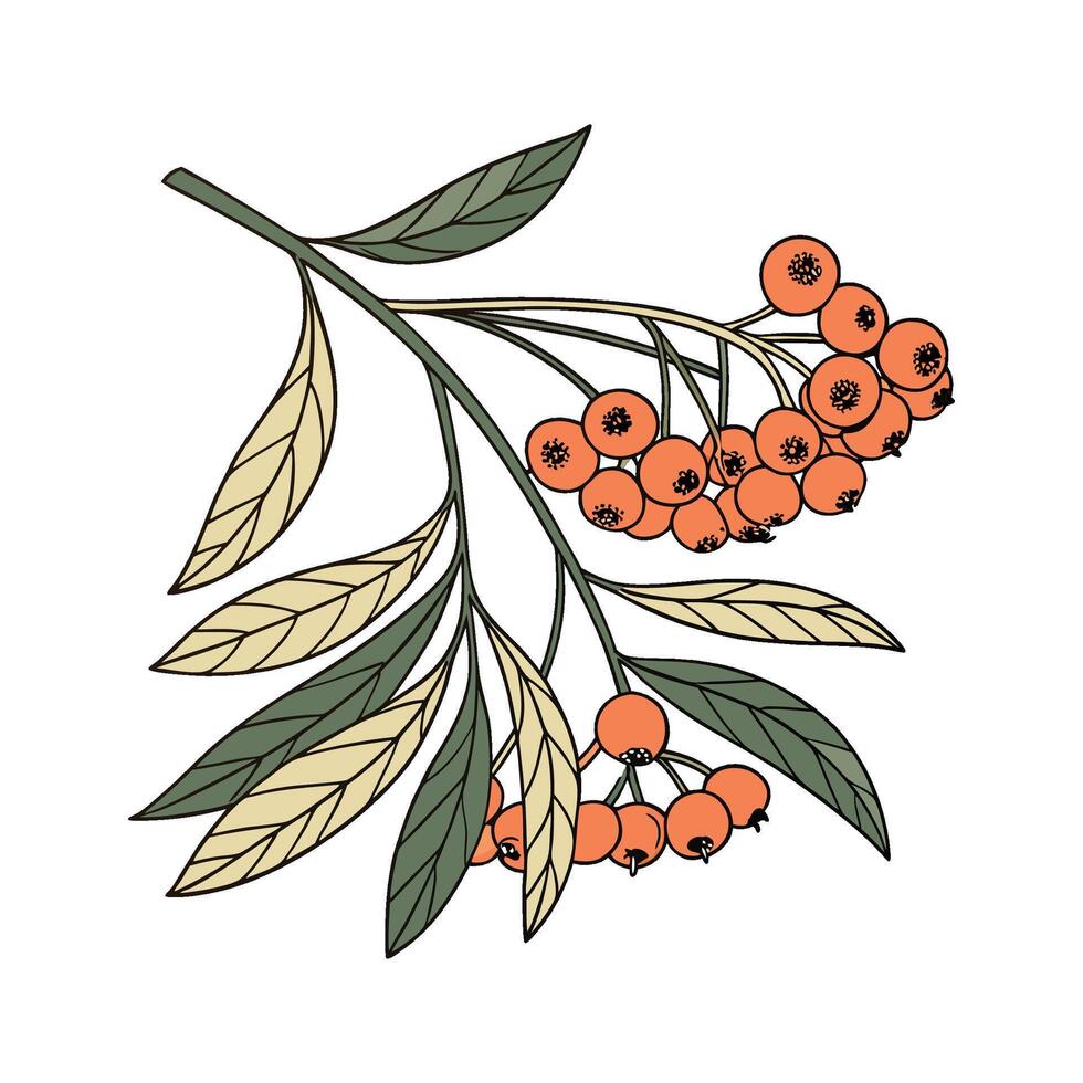 Beautiful Pyracantha on Clean White Background vector