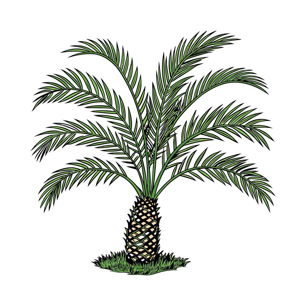 Elegant Pygmy Date Palm on Clean White Surface vector