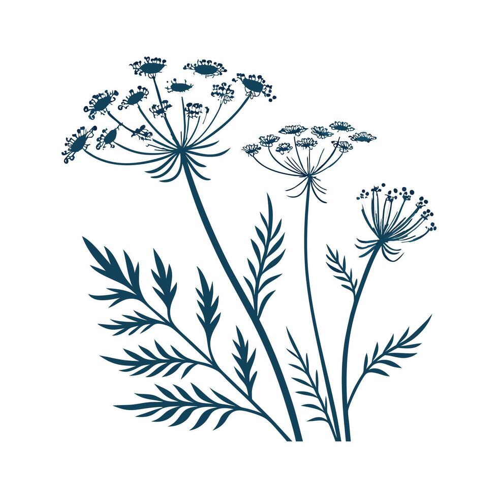 Stunning Queen Annes Lace on Clean White Background vector