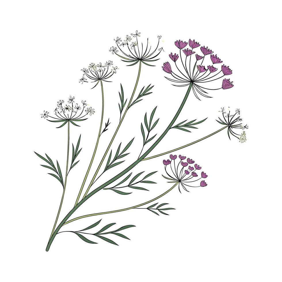 Beautiful Queen Annes Lace on Clean White Background vector