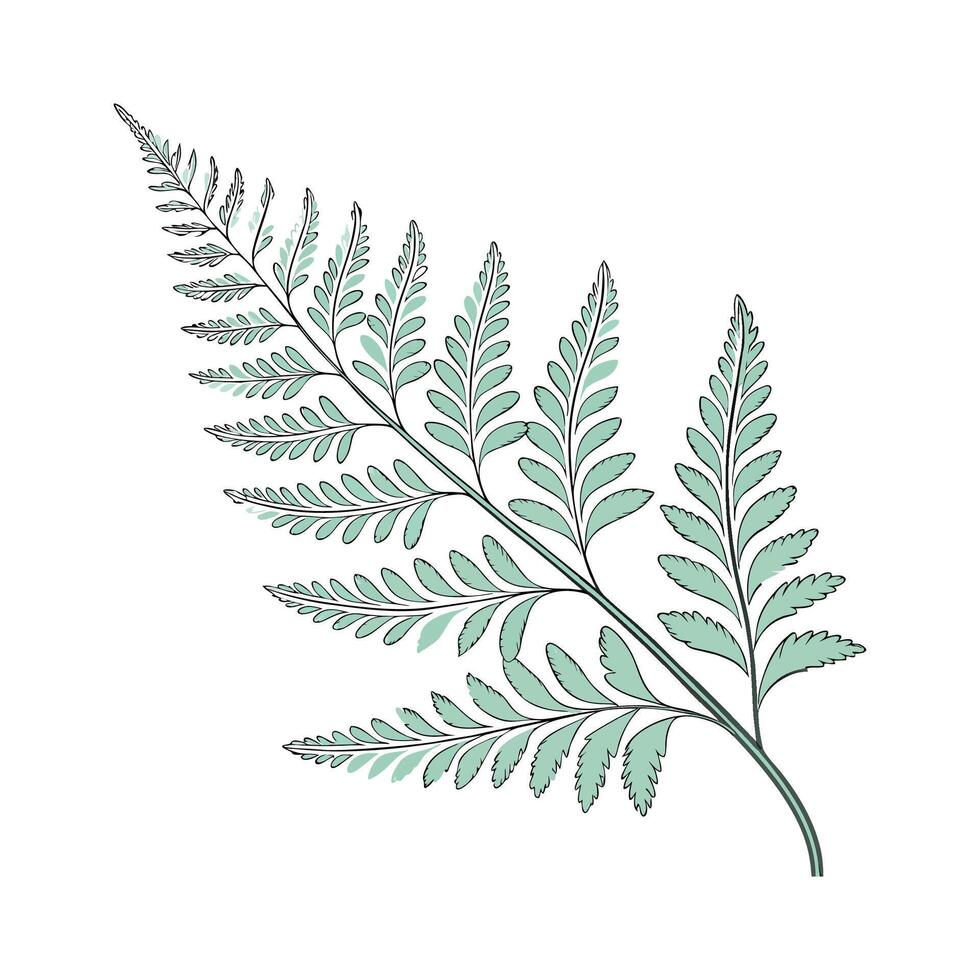 Stunning Rabbits Foot Fern on Clean White Background vector