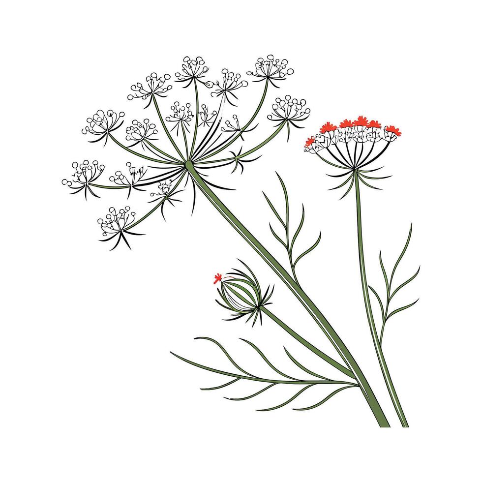 Charming Queen Annes Lace on Bright White Canvas vector
