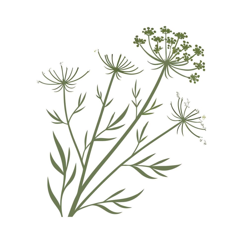 Charming Queen Annes Lace on Clean White Surface vector
