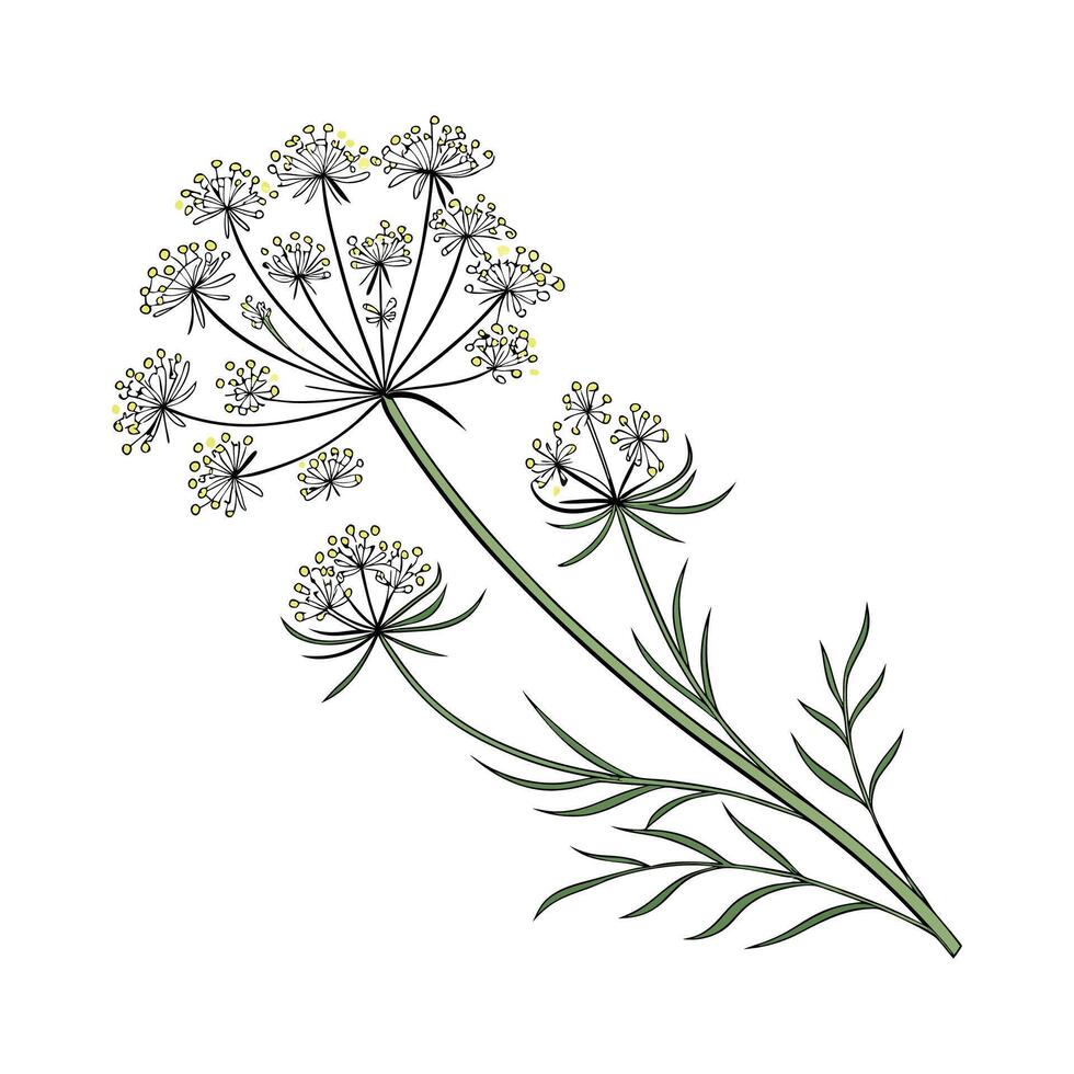 Elegant Queen Annes Lace on Bright White Canvas vector