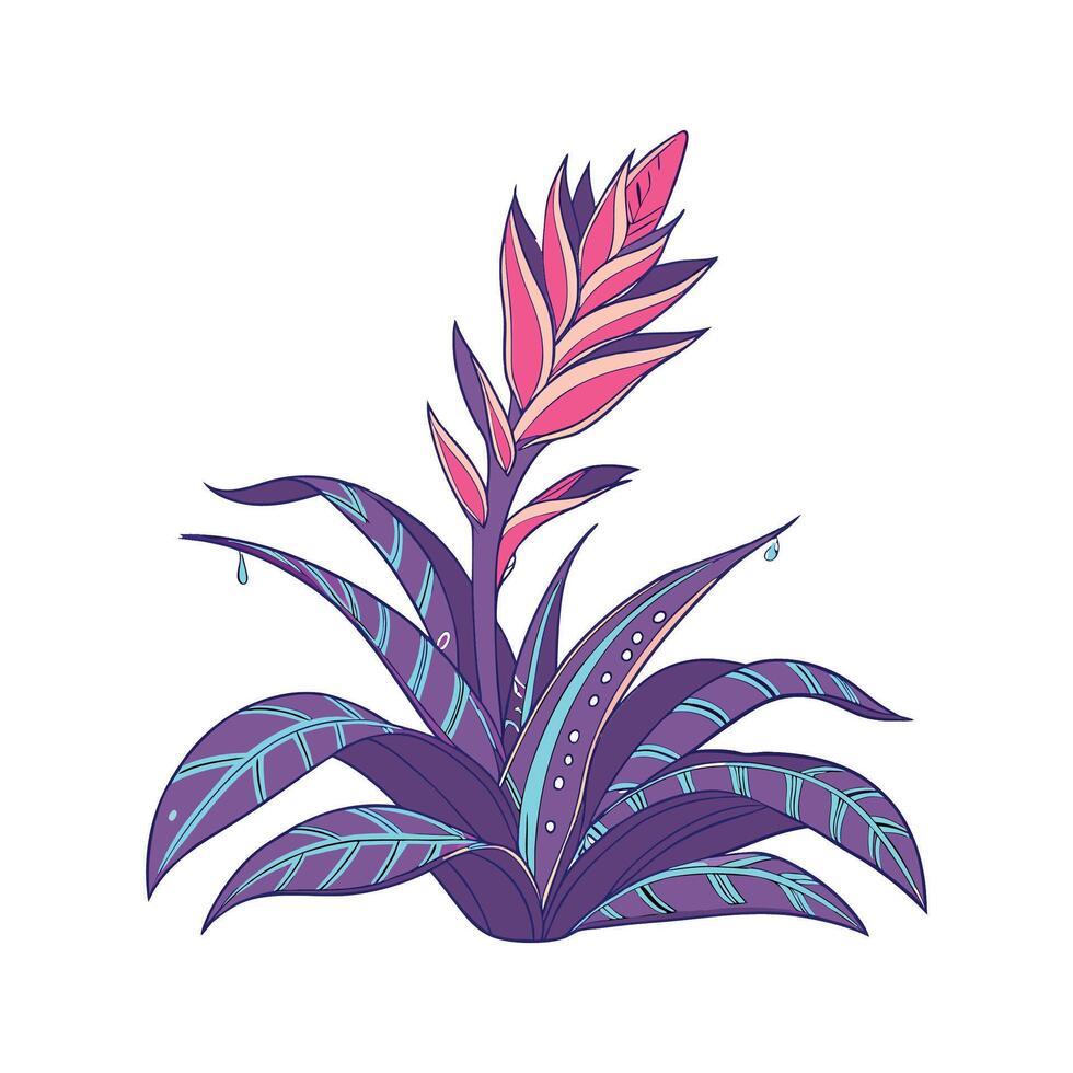 Charming Rainbow Bromeliad on Clean White Surface vector