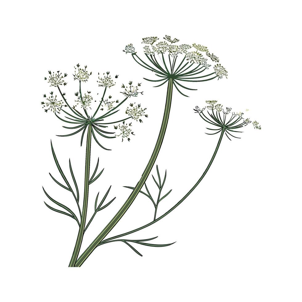 Charming Queen Annes Lace Plant Unique Design vector