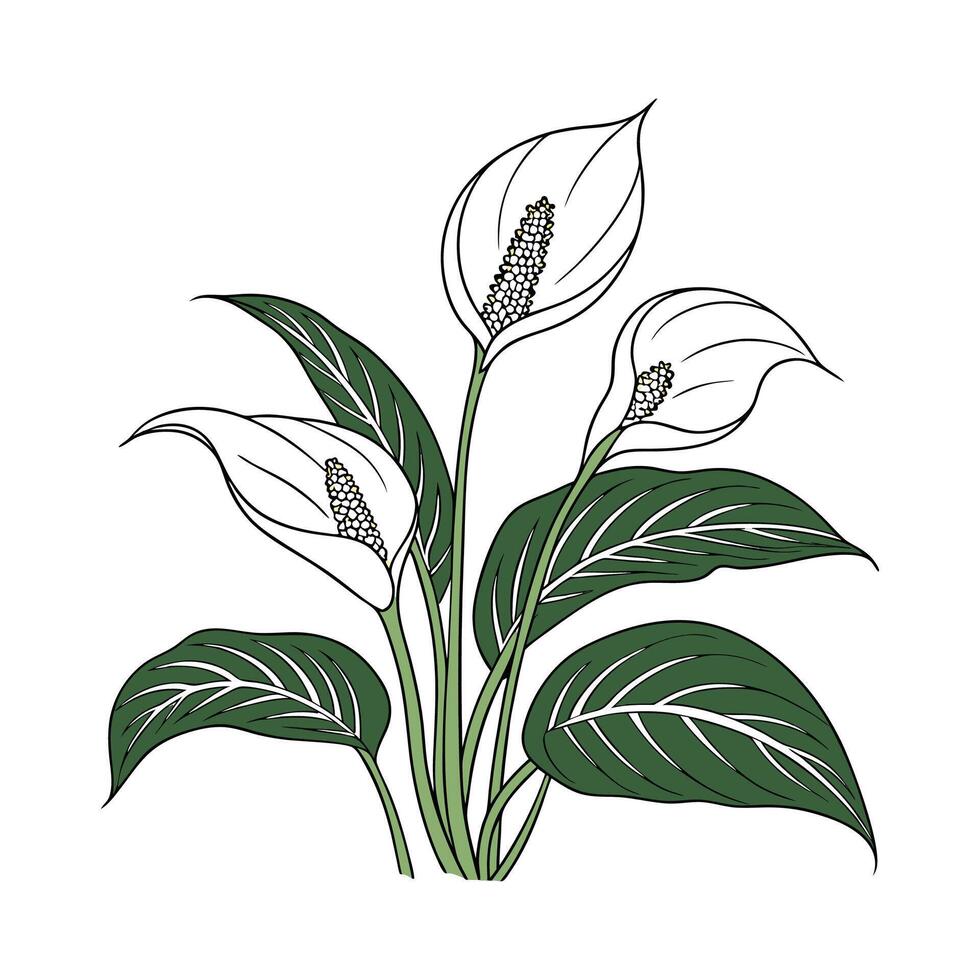 Vibrant Spathiphyllum on Bright White Canvas vector