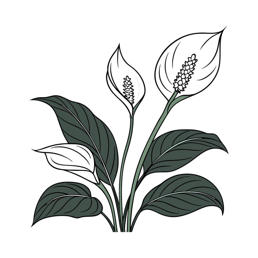 Beautiful Spathiphyllum on Clean White Background vector
