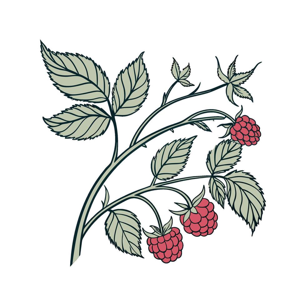 Vibrant Raspberry Plant Displayed on Bright White vector