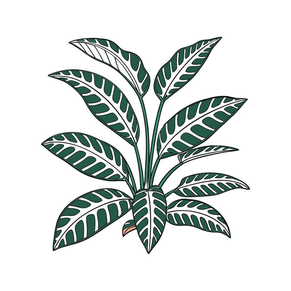 Elegant Calathea Lancifolia on Clean White Surface vector