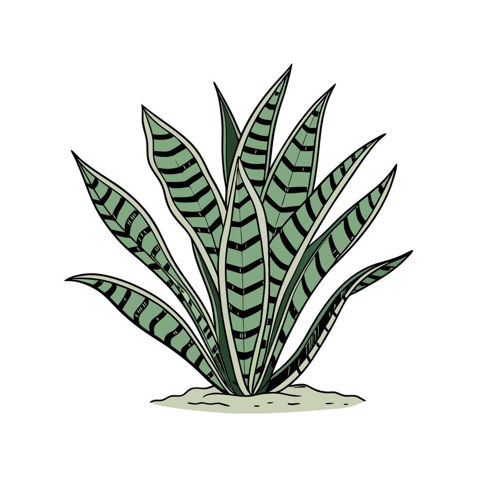Stunning Calathea Lancifolia on Clean White Background vector