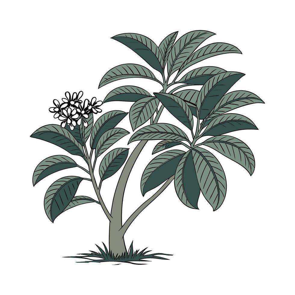 Elegant Raven ZZ Plant on Bright White Canvas vector