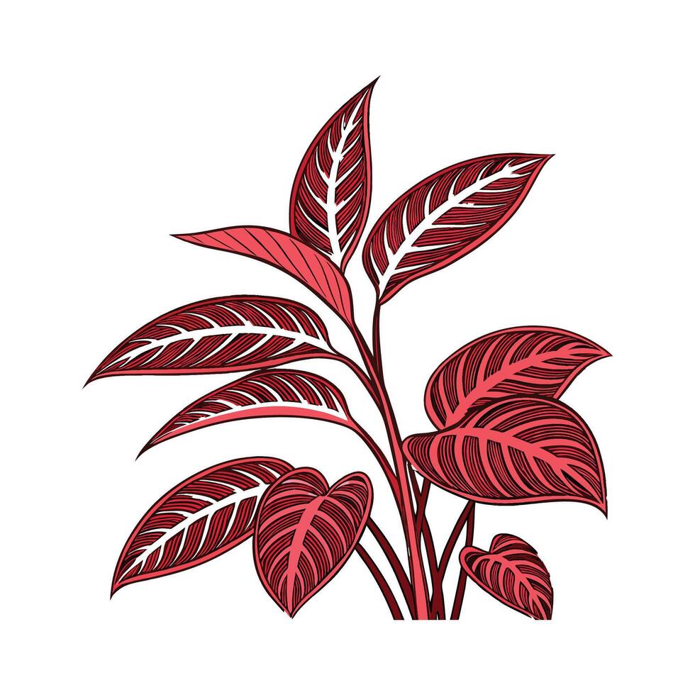 Charming Red Aglaonema on Clean White Surface vector