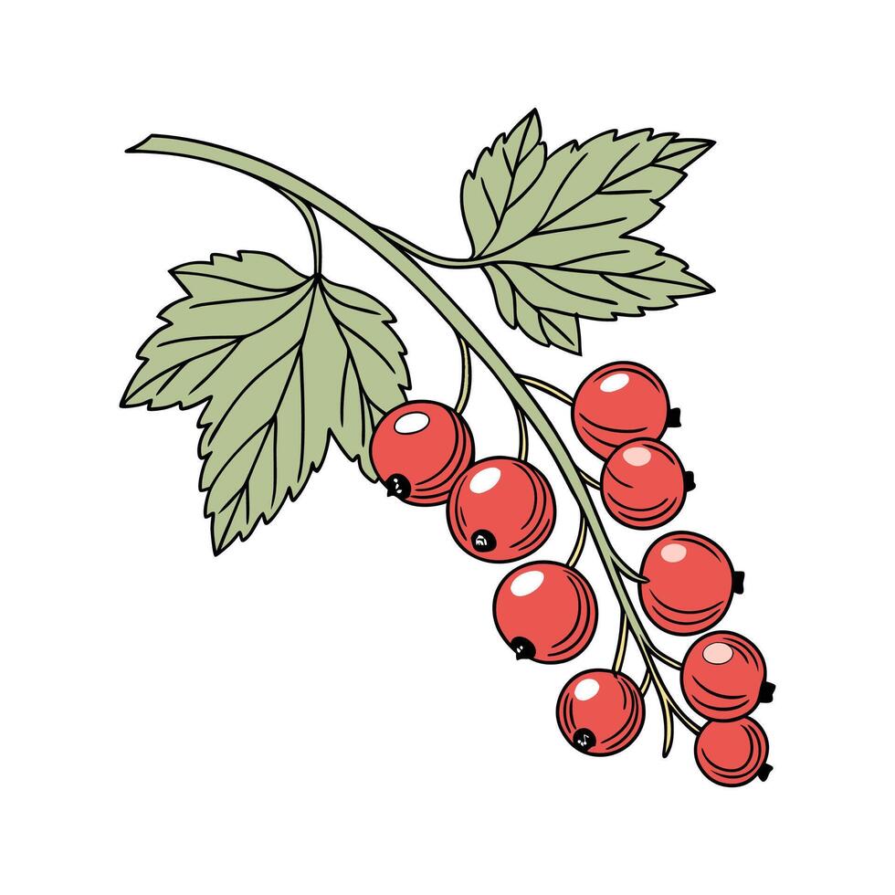 Elegant Red Currant on Bright White Canvas vector
