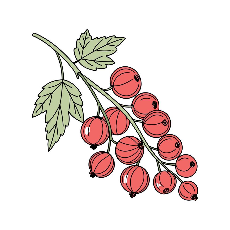 Vibrant Red Currant Displayed on Bright White vector
