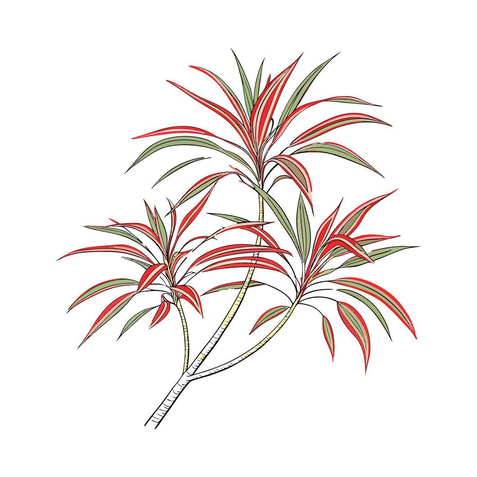 Vibrant RedEdged Dracaena Marginata Design vector