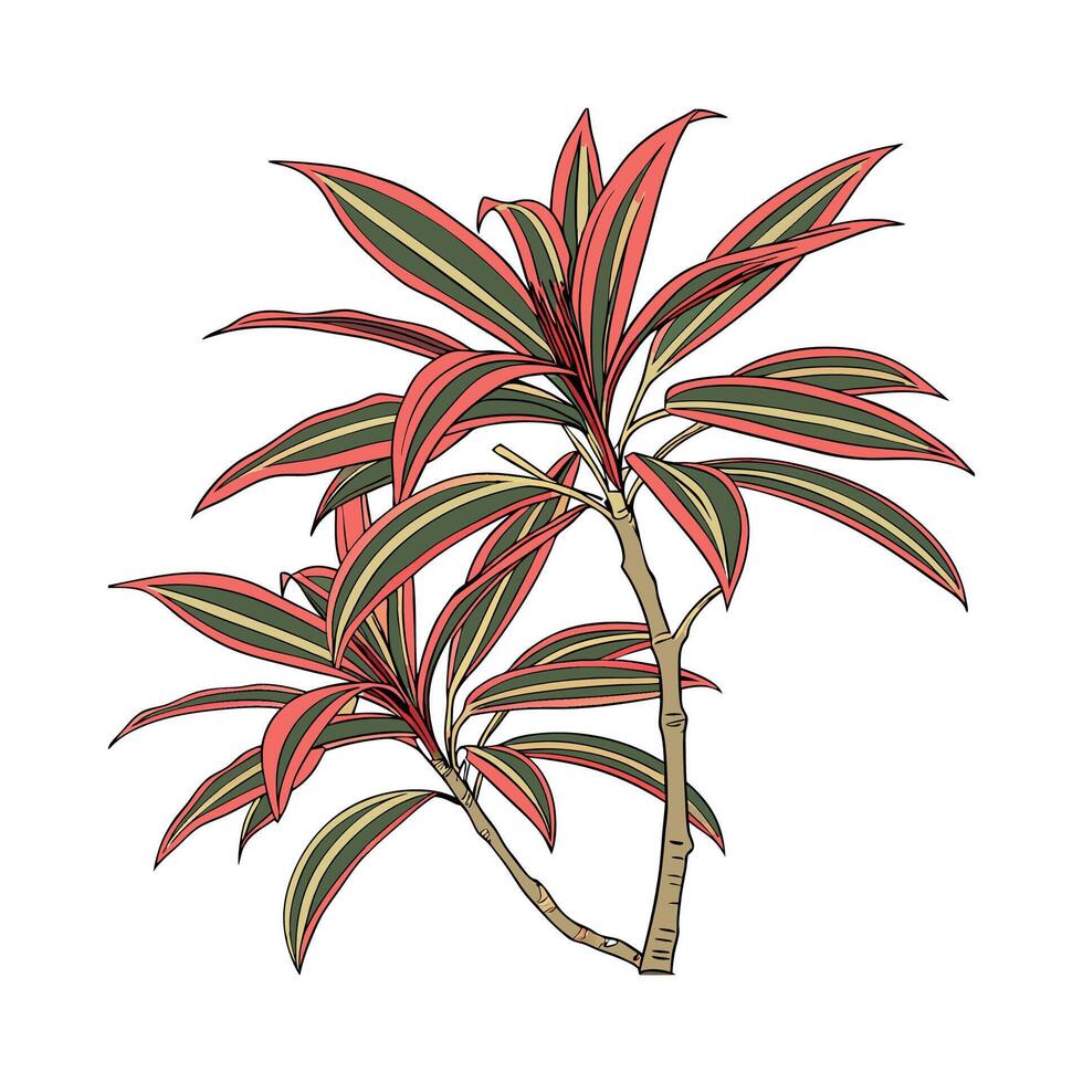 Elegant Red Edge Dracaena on Clean White Surface vector