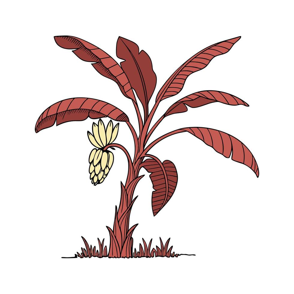Exotic RedLeafed Banana Plant Illustration vector