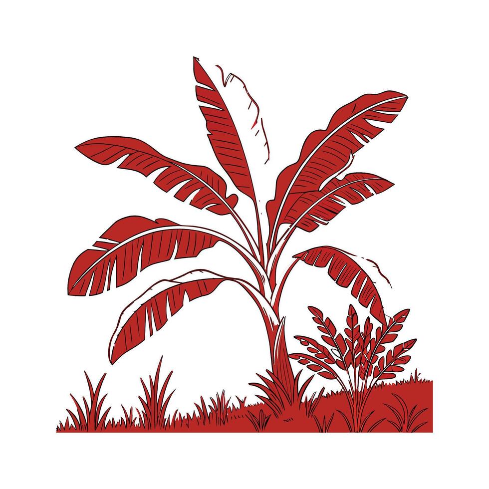 Stunning RedLeaf Banana Plant Display vector