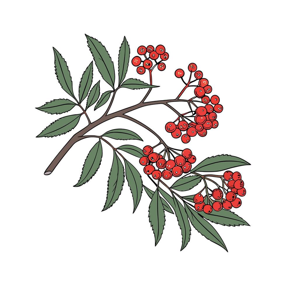 Vibrant Pyracantha Red Star Plant Display vector