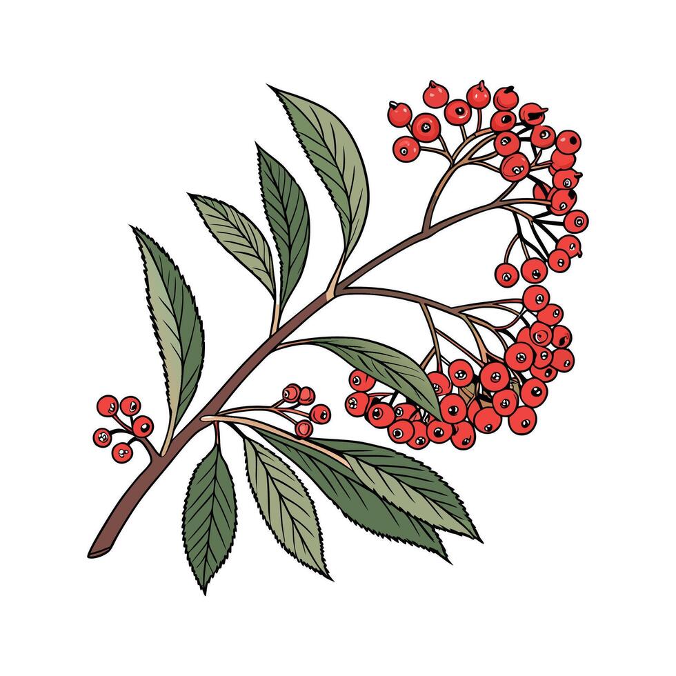 Striking Red Star Plant Pyracantha Art vector