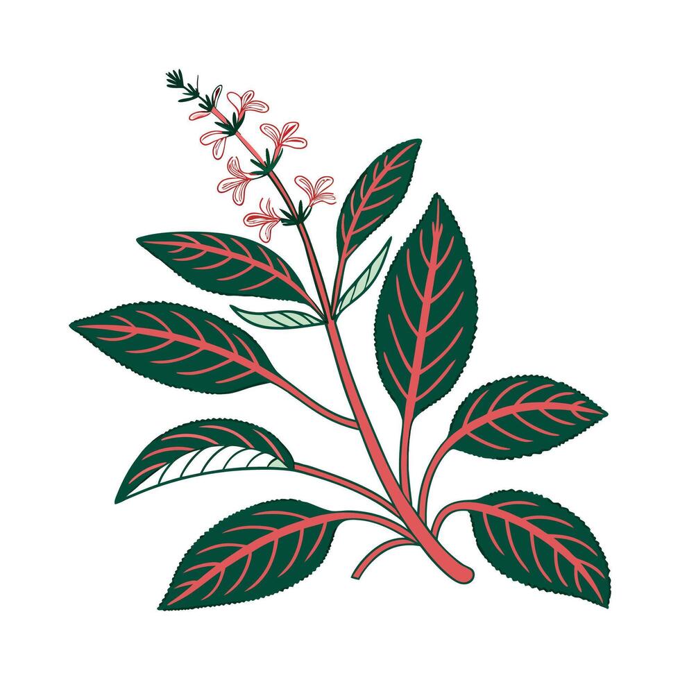 Elegant Hemigraphis Plant with Red Veins vector