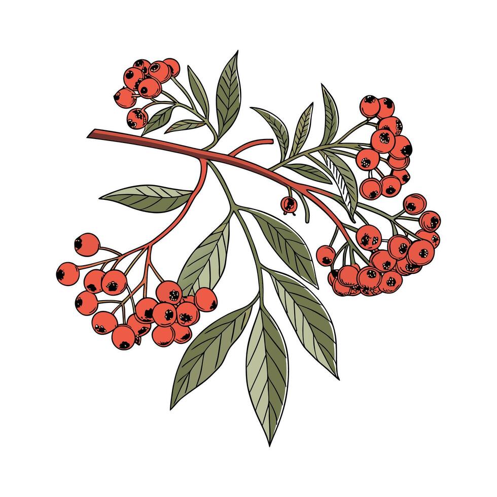 Elegant Red Star Plant Pyracantha Design vector