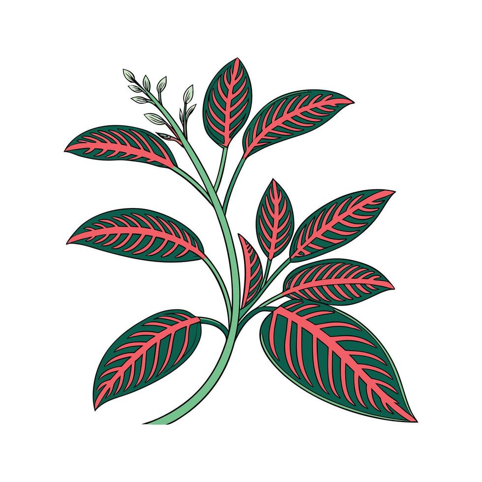 Charming Red Vein Hemigraphis Plant Display vector