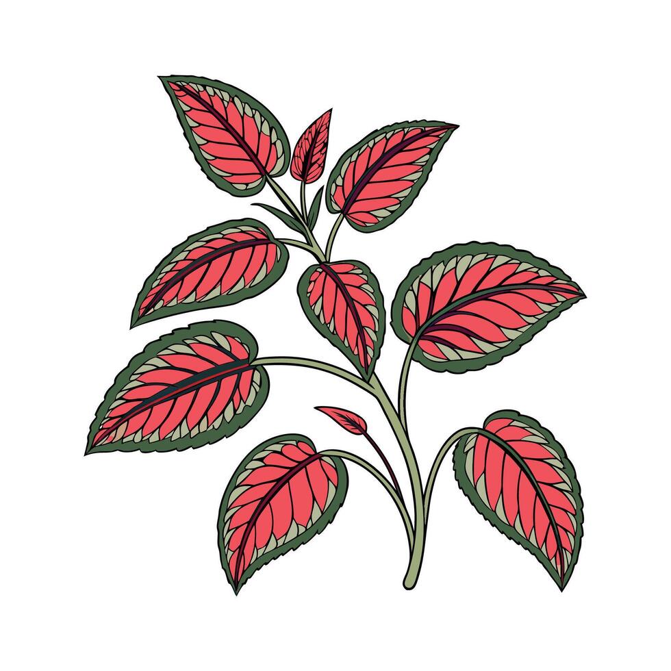 Vibrant Hemigraphis Plant with Red Veins vector