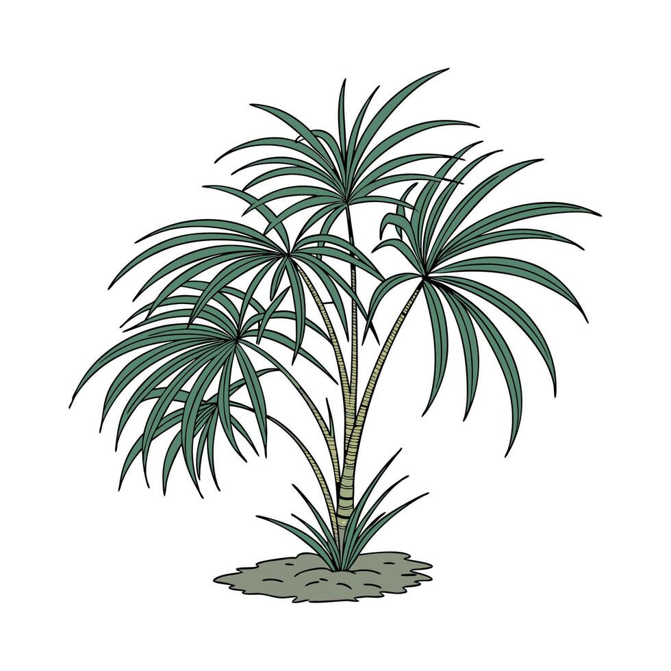 Charming Rhapis Palm Plant Design vector