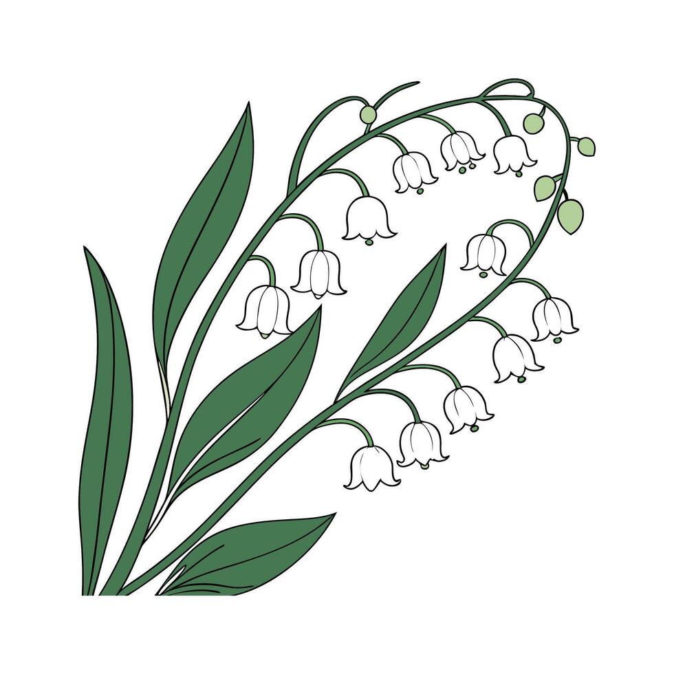Unique Rhipsalis Baccifera Plant Illustration vector