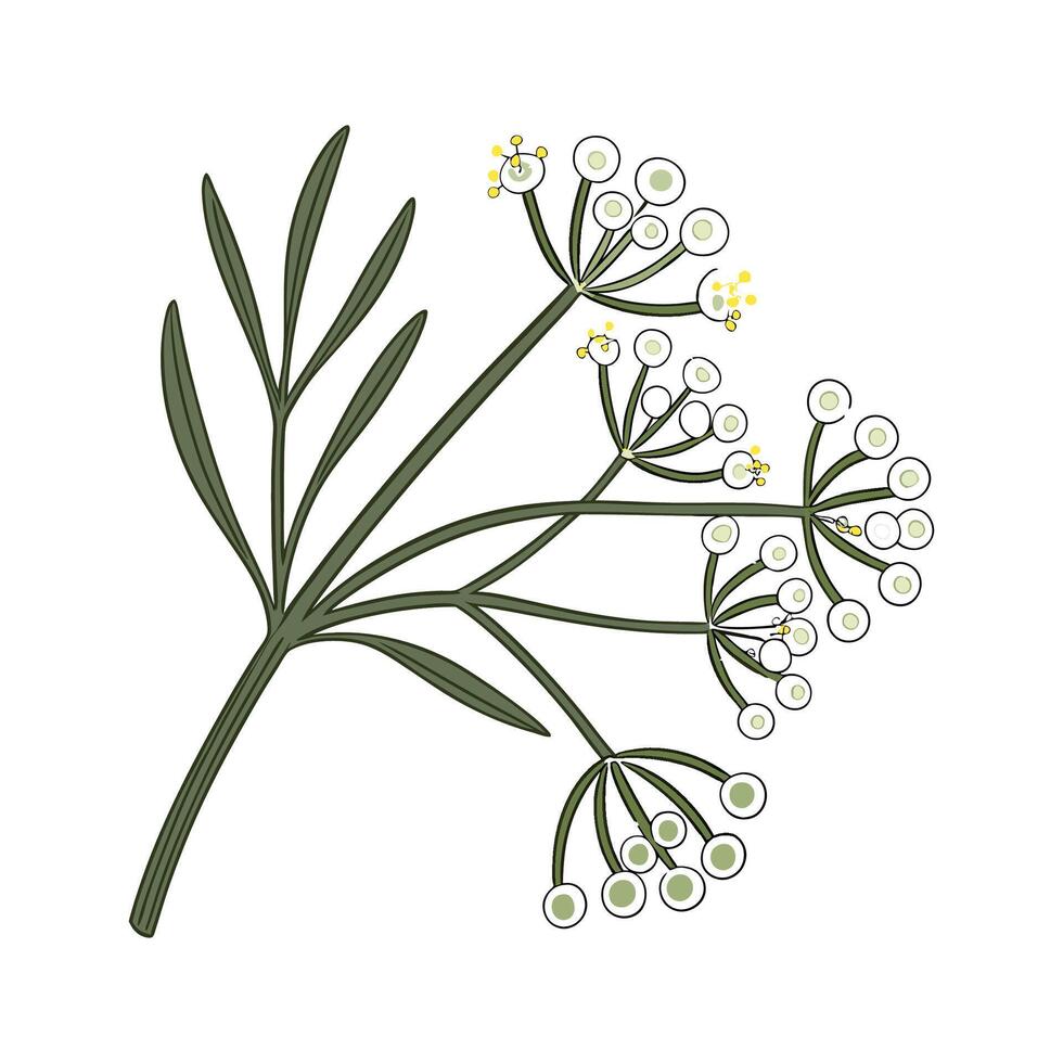Elegant Rhipsalis Baccifera Plant Art vector