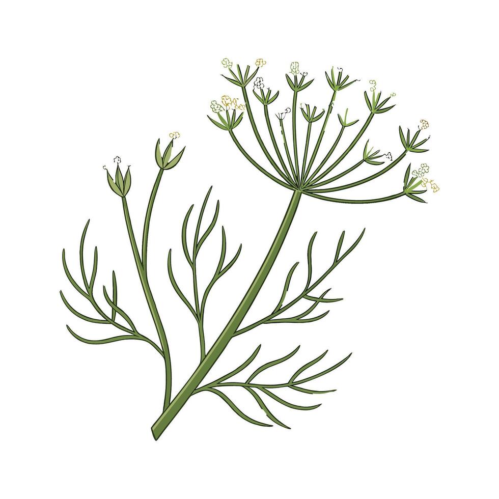 Stunning Rhipsalis Plant Illustration vector