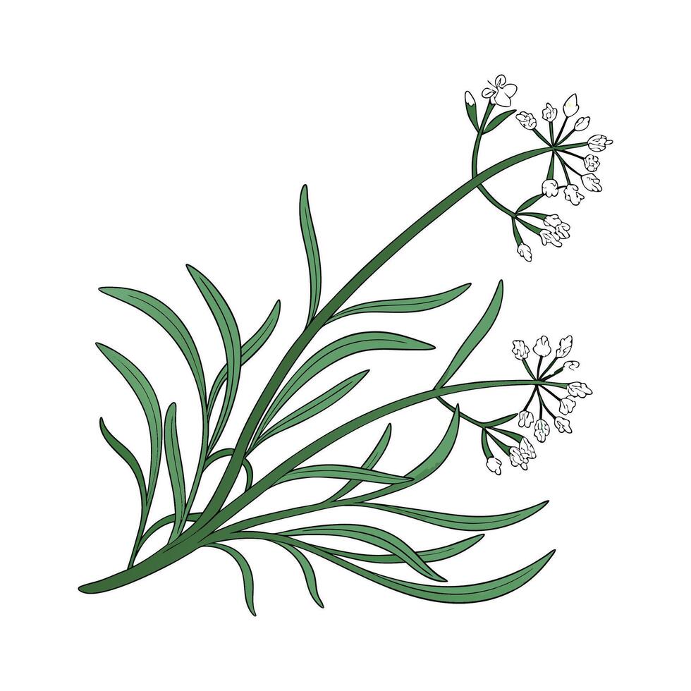 Distinctive Rhipsalis Plant Unique Design vector
