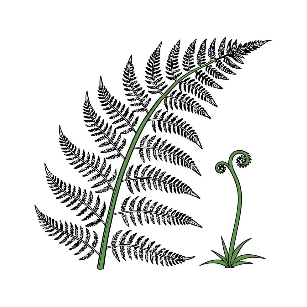 Charming River Fern Plant Pteridaceae Art vector