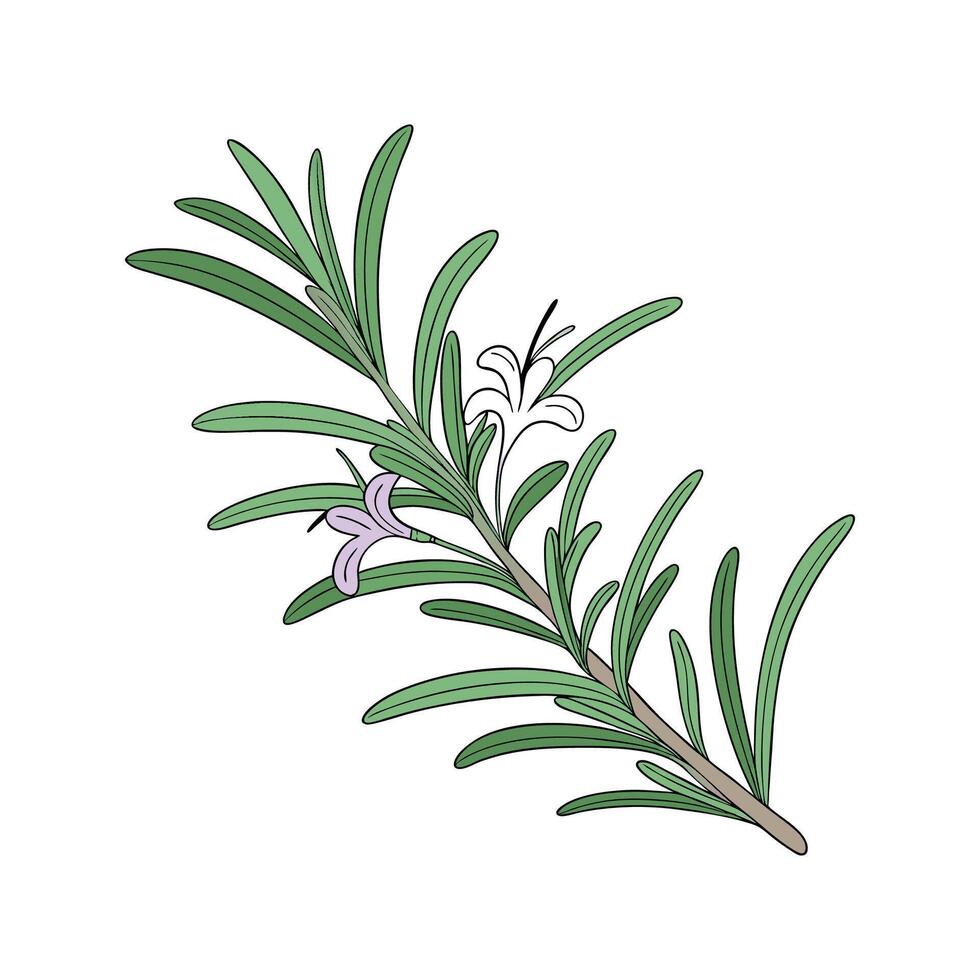 Charming Rosemary Plant Display vector