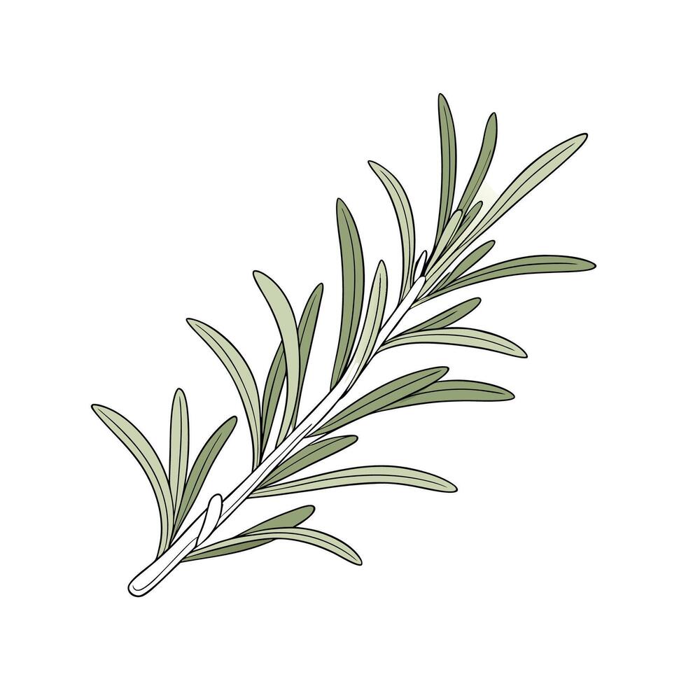 Beautiful Rosemary Plant Art vector