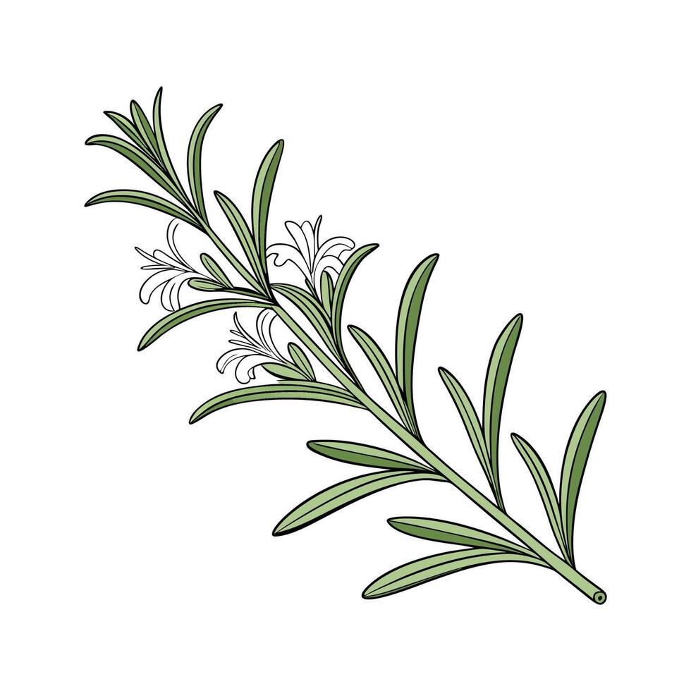Vibrant Rosemary Plant Display vector
