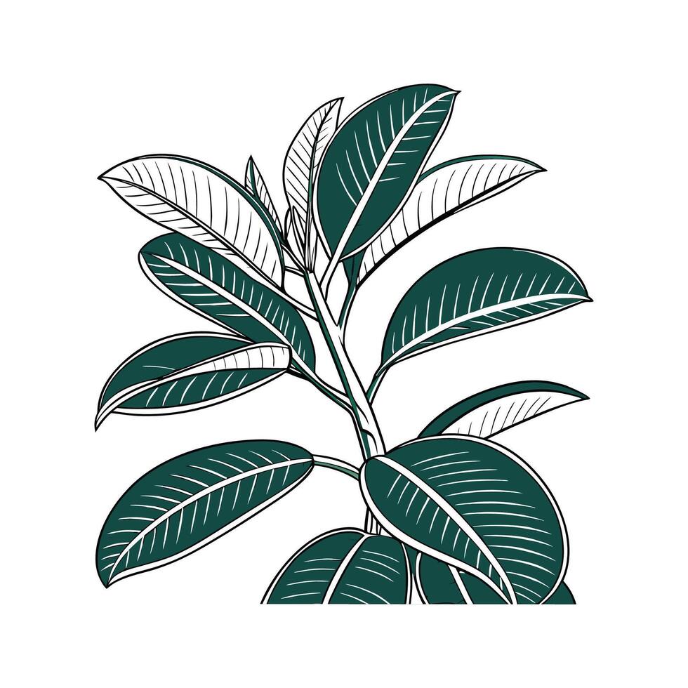 Beautiful Rubber Plant Ficus Elastica Art vector