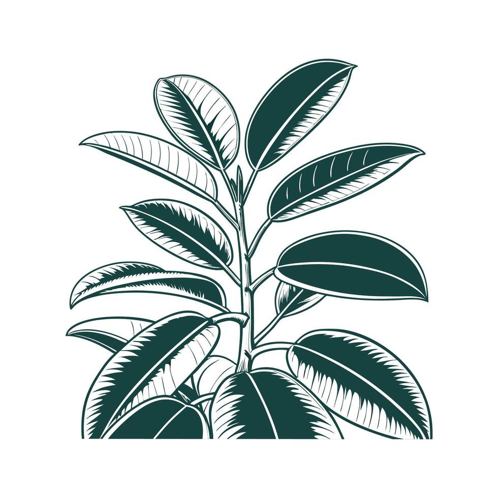 Distinctive Rubber Plant Ficus Elastica Illustration. vector
