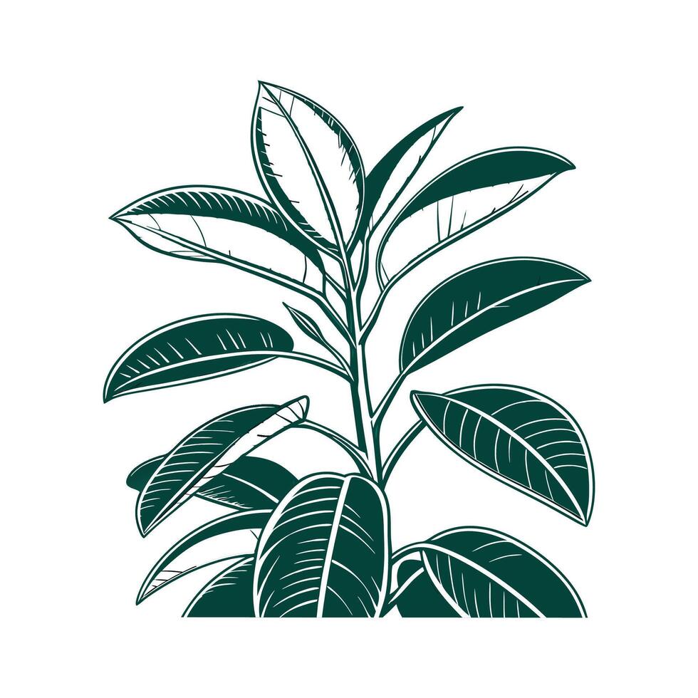 Charming Rubber Plant Ficus Elastica Display vector