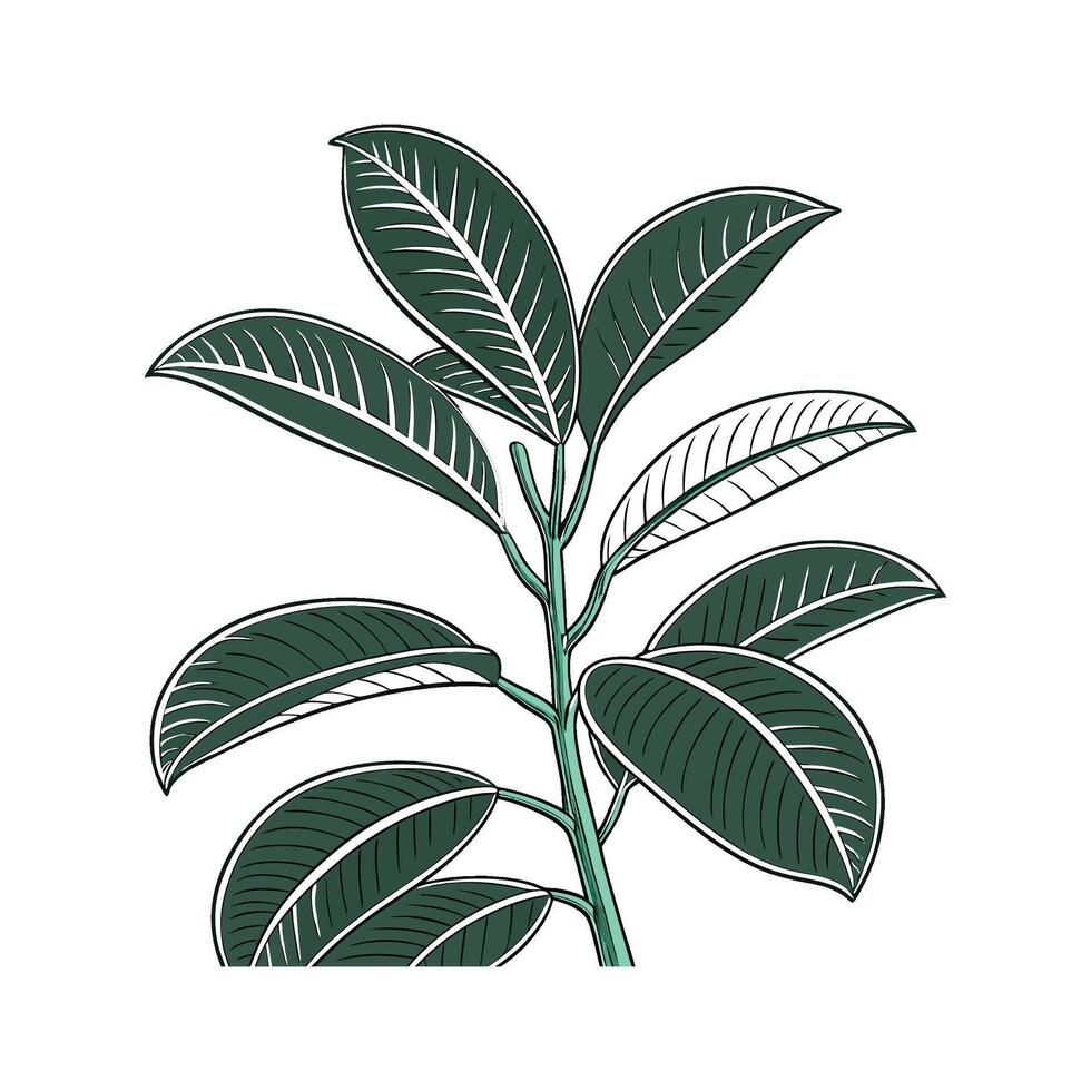 Vibrant Rubber Plant Display on White vector