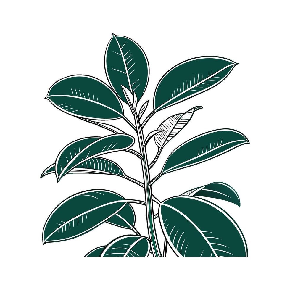 Elegant Rubber Plant on White Background vector
