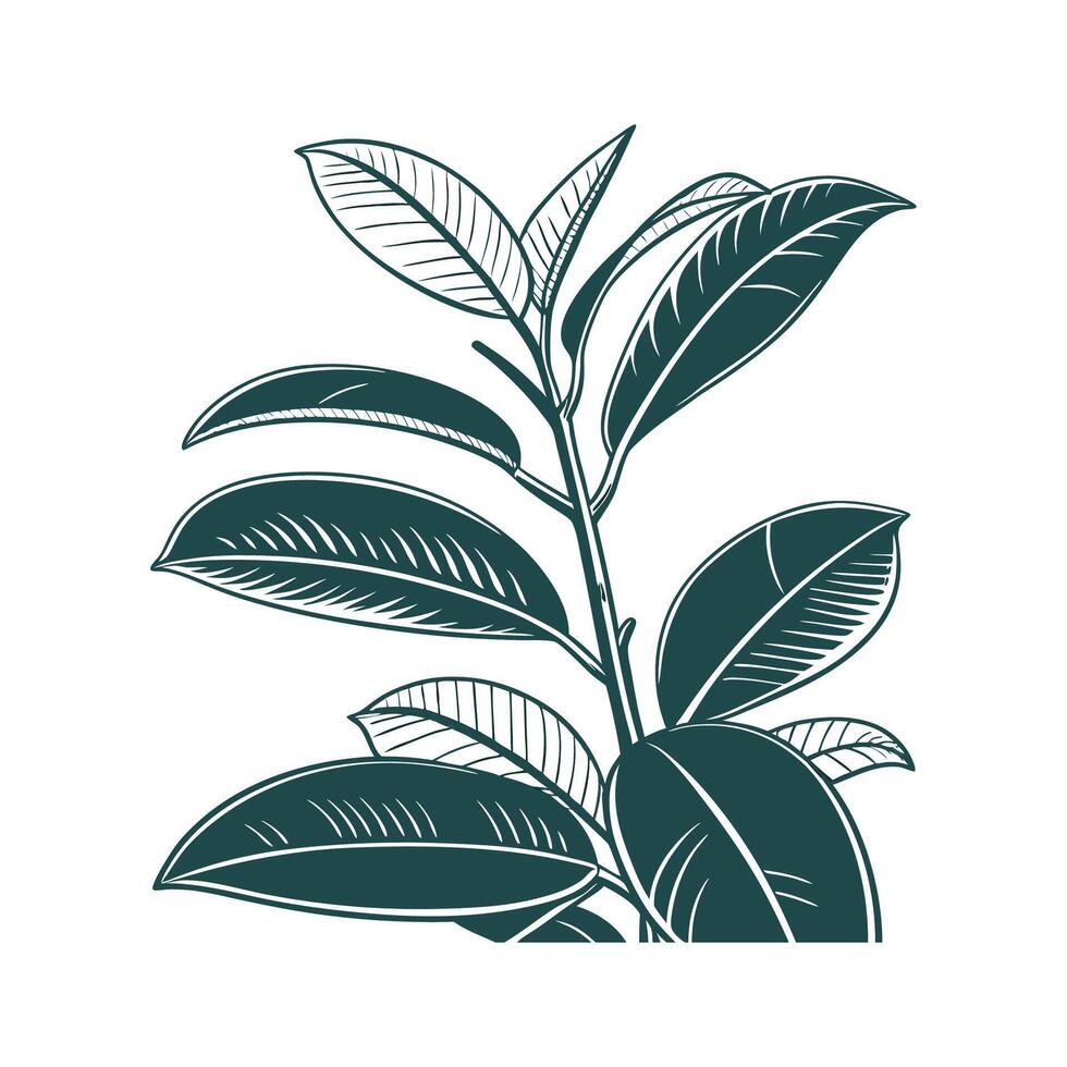 Charming Rubber Plant Display on White vector